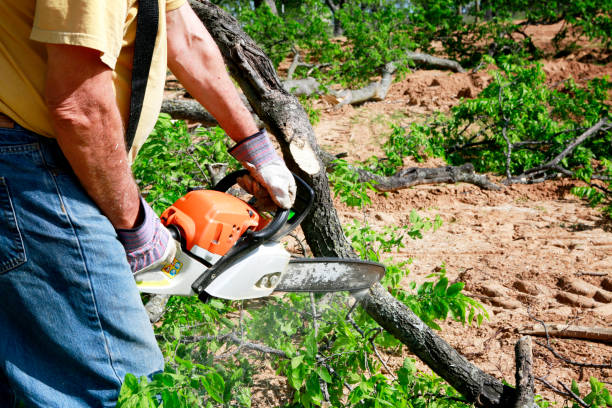 The Steps Involved in Our Tree Care Process in Joplin, MO